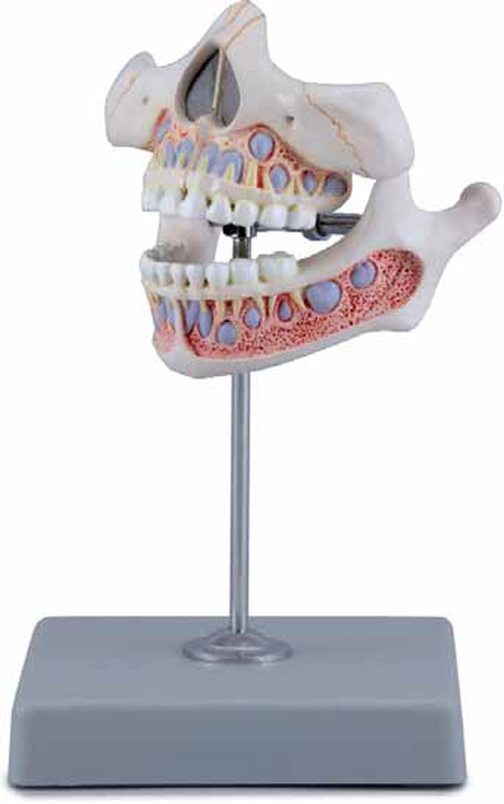 Decidous Teeth Model